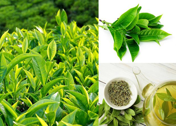 Trong lá trà xanh tươi chứa nhiều thành phần dinh dưỡng tốt cho sức khỏe