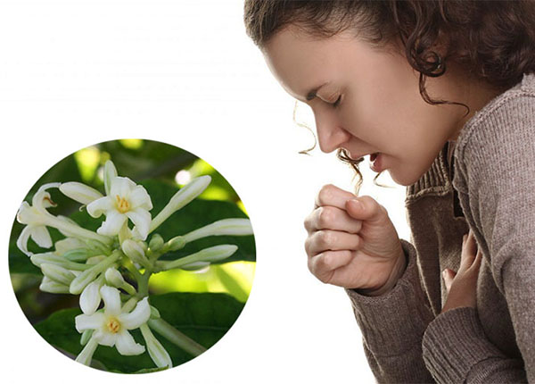 Mẹo đơn giản từ hoa đu đủ đực chữa bệnh viêm họng phổ biến