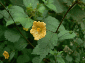 Ké hoa vàng là một dạng cây thảo thường mọc hoang