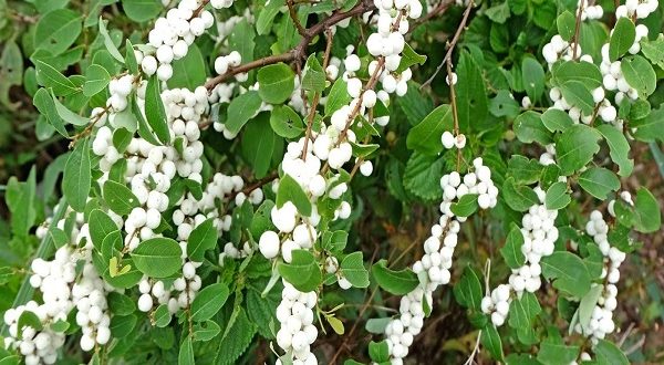 Cây cơm nguội: Dược liệu quý chữa bách bệnh gia truyền